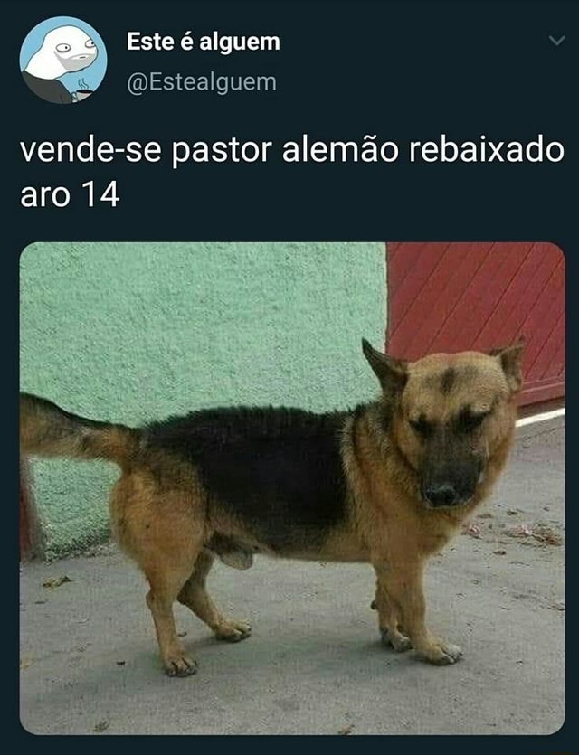 Vende Se Pastor Alem O Rebaixado Aro Ifunny Brazil