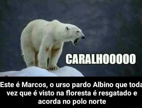 Este Marcos O Urso Pardo Albino Que Tod Vez Que Visto Na Floresta