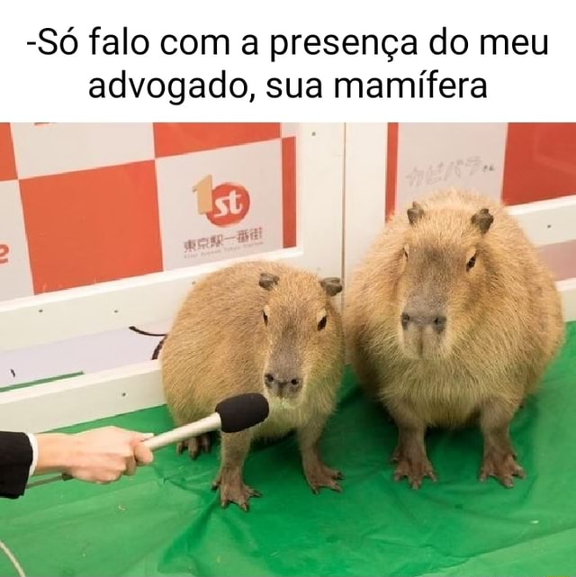 Só falo a presença do meu advogado sua mamífera Fel iFunny Brazil