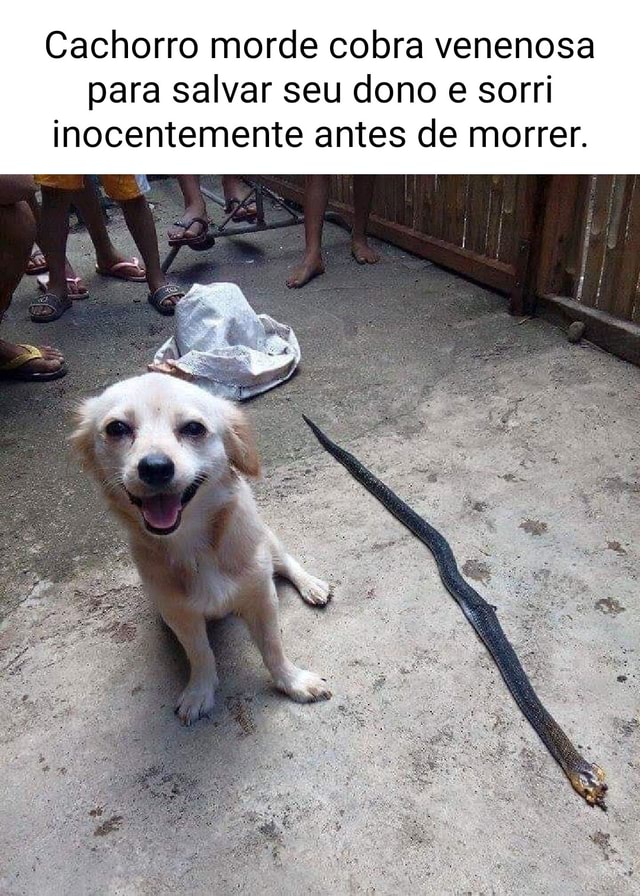 Cachorro Morde Cobra Venenosa Para Salvar Seu Dono Sorri Inocentemente