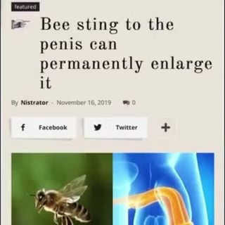 Bee sting to the penis can permanently enlarge it iFunny Brazil