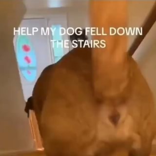 My dog fell 2025 down the stairs