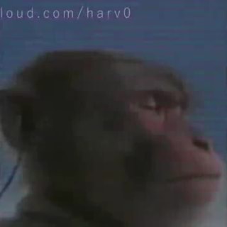 Monkey listening to music (meme) 