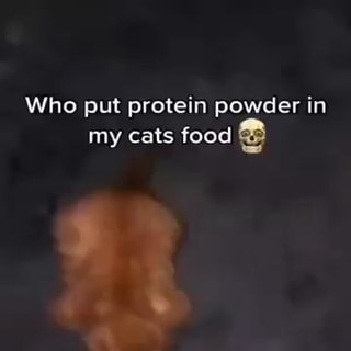 Who put protein powder in my cats food Nah bro is keeping me as a