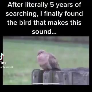 His bird looks like It's about to say let the hunger games begin! -  iFunny Brazil