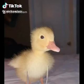 What Is The Paper Duck Trend On TikTok?