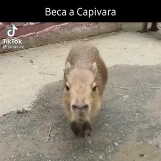 Ae ais capivara 4 grand robotizada E 500)pajpaga e A - iFunny Brazil