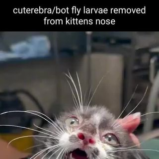 Bot Fly Larvae Extracted From 8-Week-Old Kitten's Nose 