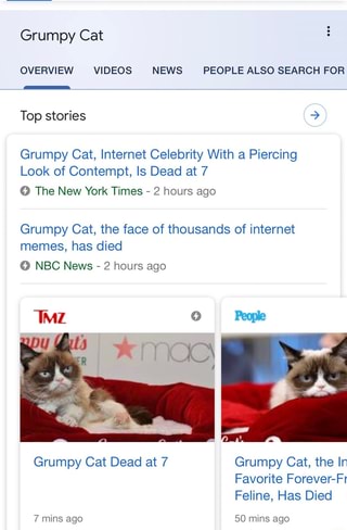 Grumpy Cat, Internet Celebrity With a Piercing Look of Contempt, Is Dead at  7 - The New York Times