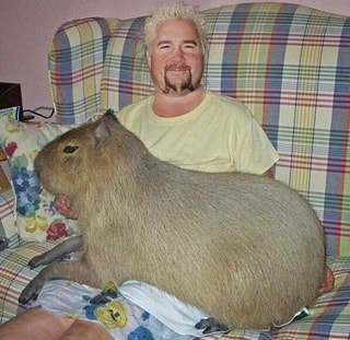 Necessário Comunidade de Minecraft Gcomu.. : necessário. CAPYBARA MAN  GCAPYBAR - minecraft capybara ORi - iFunny Brazil