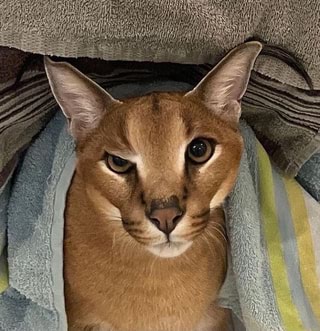 kimbo the wild cat (floppa) : r/aww