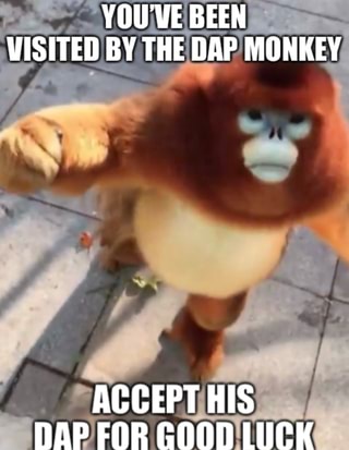 Tat Ass Steey ' monkey meme - iFunny Brazil