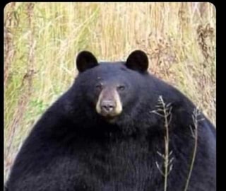 Face Reveal (yes I am a bear) : r/INTP