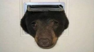 Face Reveal (yes I am a bear) : r/INTP