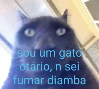 Sou Gato 