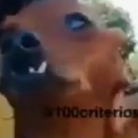 melzinha mel cachorra meme