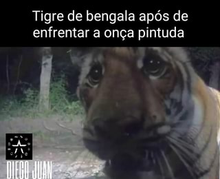 Menin e, perdi tudo no jogo do tigre - iFunny Brazil