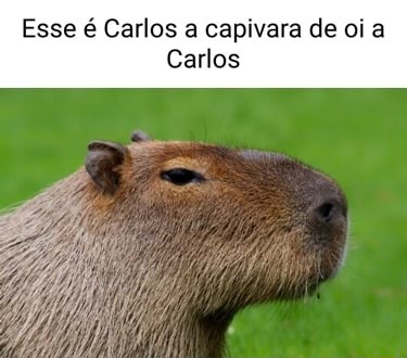 Oi Eu Sou A Clara Capivara 