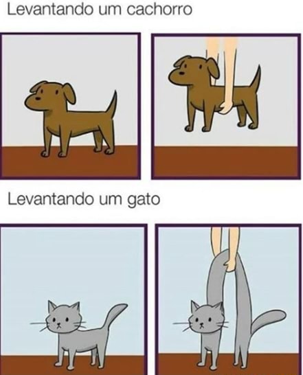 CACHORRO vs GATO - QUEM GANHA?! 🐶👊😺 