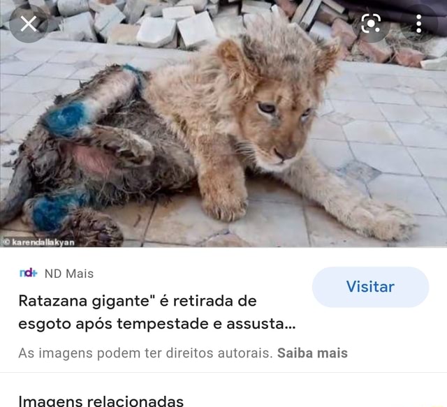 Ratazana gigante” é retirada de esgoto após tempestade e assusta