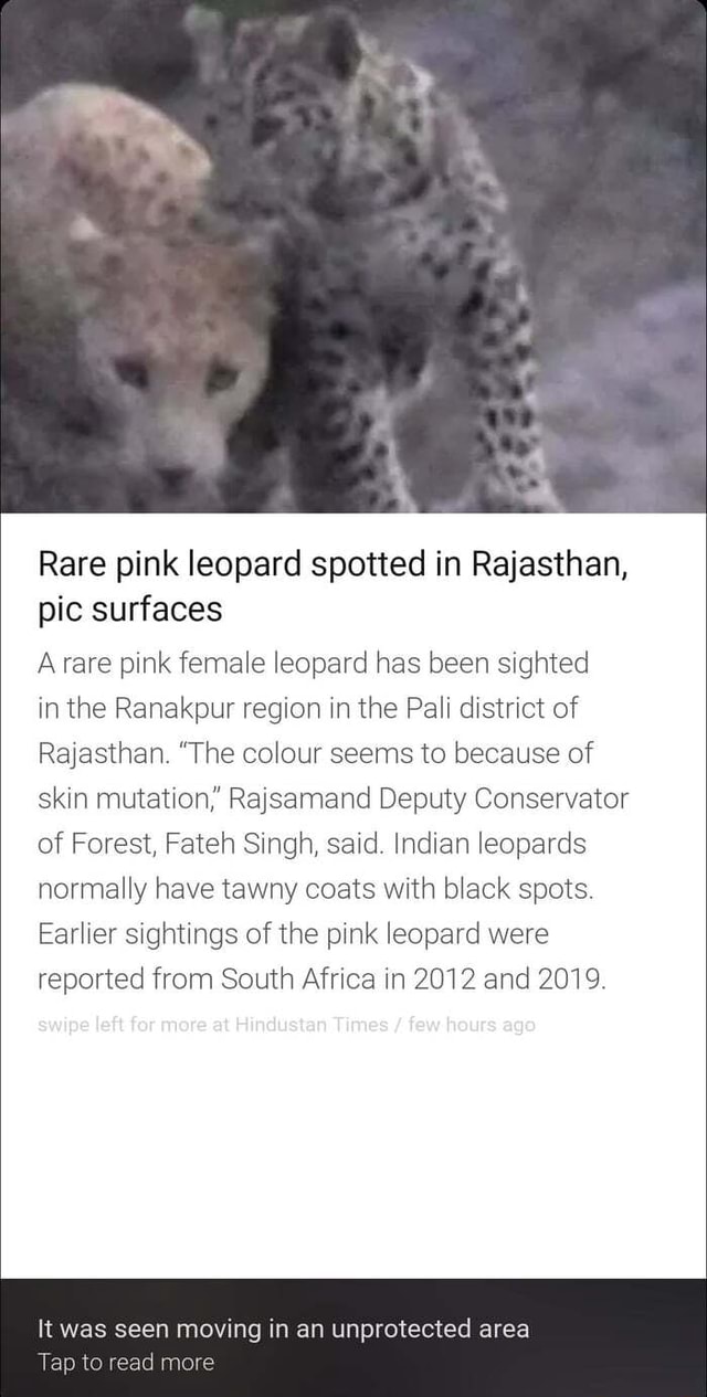 Rare 'pink leopard' spotted in Rajasthan's Ranakpur hills, first