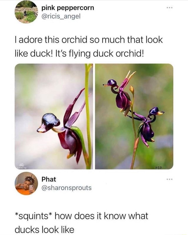 This Orchid Looks Like an Adorable Flying Duck