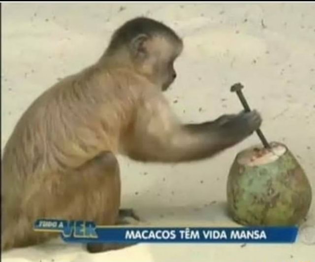 O macaco me lembrou de todos os loss da vida : r/farialimabets