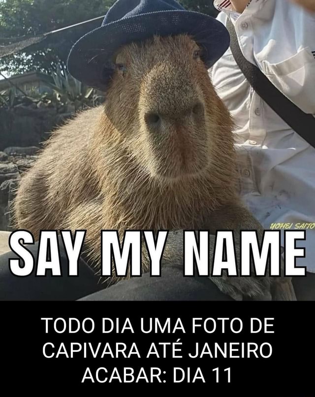 Com vocês, Clara, a capivara - iFunny Brazil