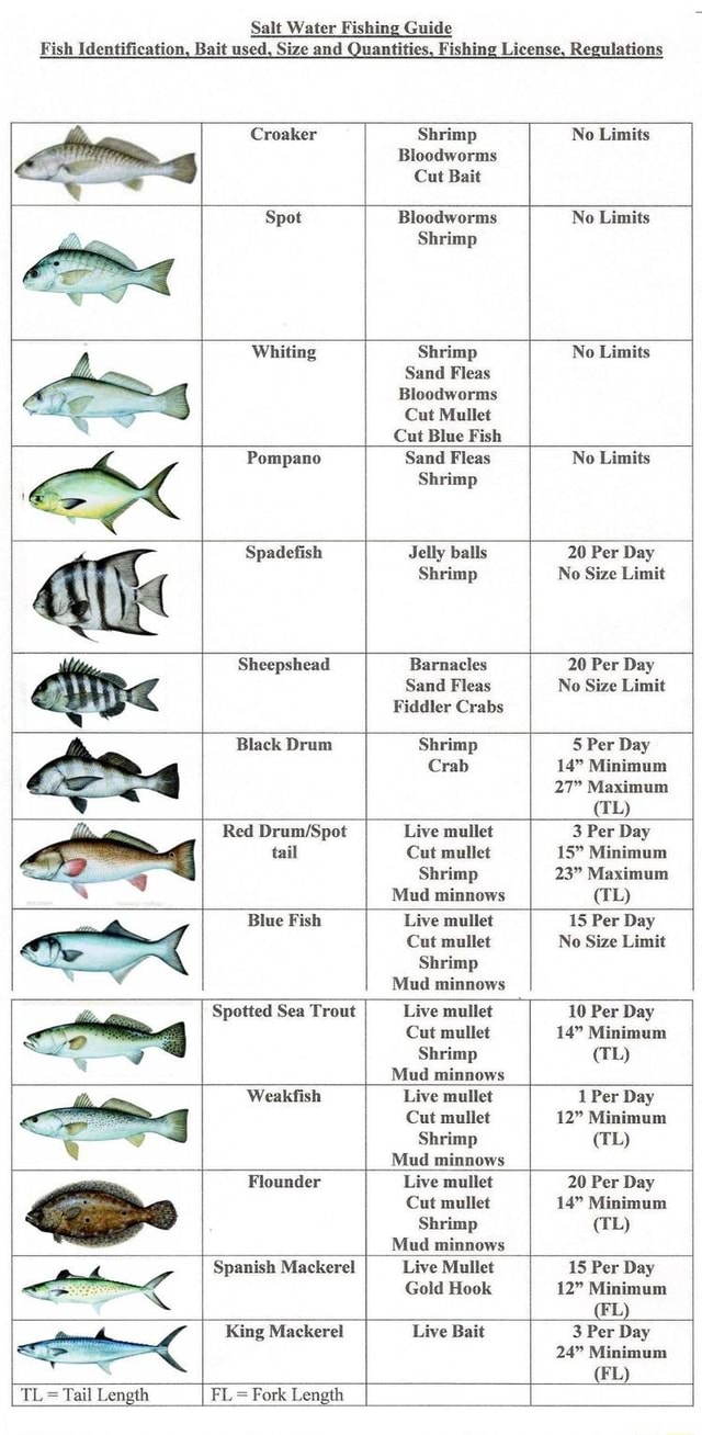 Salt Water Fishing Guide Fish Identification, Bait used, Size and
