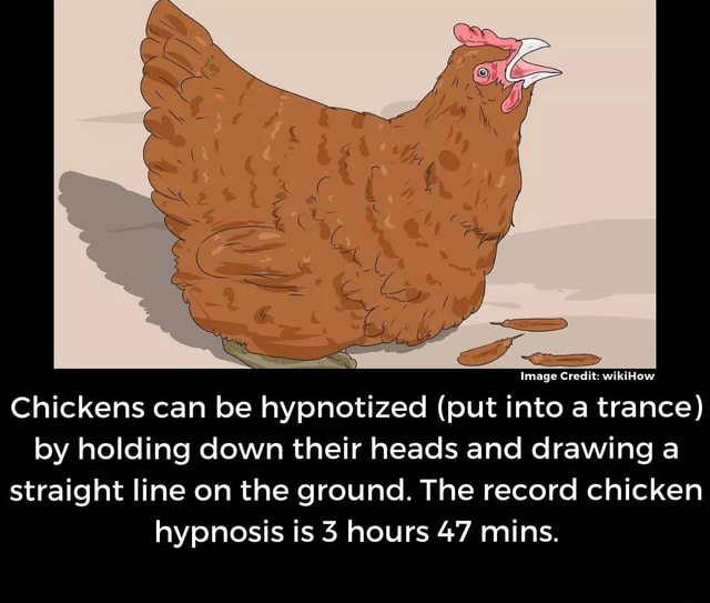 Chickens can be hypnotized (put into a trance) by holding down their heads and drawing a