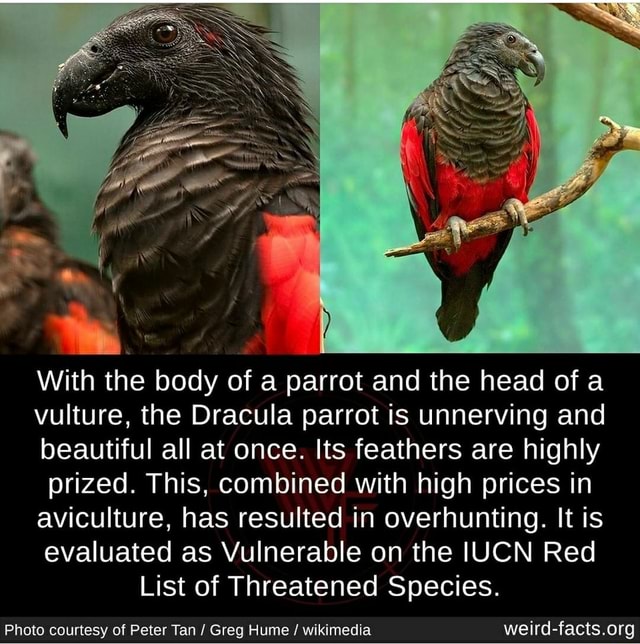 Dracula parrots: what are they and do they feed on blood? - Discover  Wildlife Dracula parrot facts