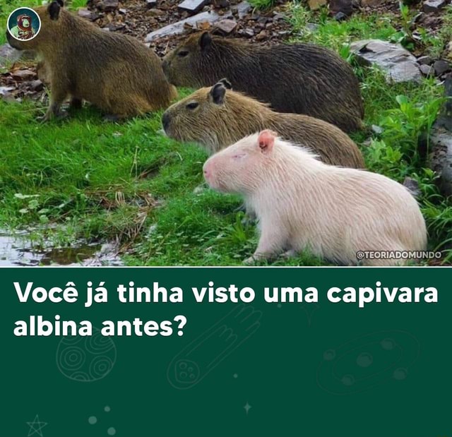 Você é uma capivara?