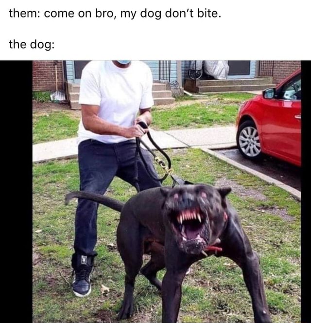 Them: come on bro, my dog don't bite. the dog: - iFunny Brazil