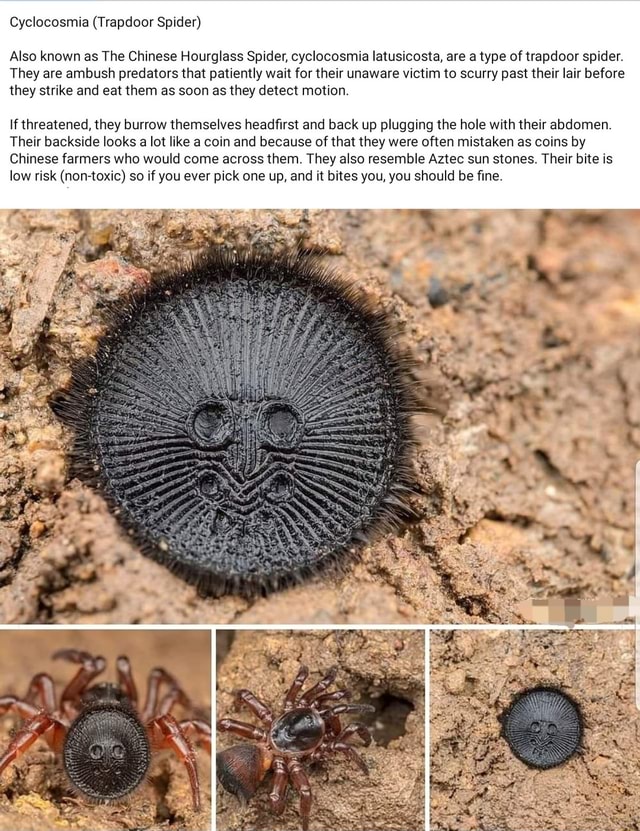 Chinese hourglass spider 2025 snopes