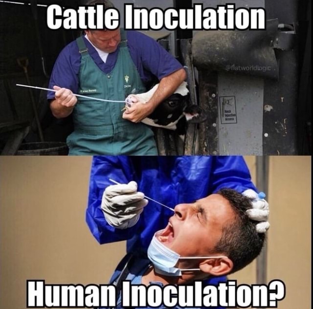 Cattle Inoculation AN Human Inoculation? - iFunny Brazil