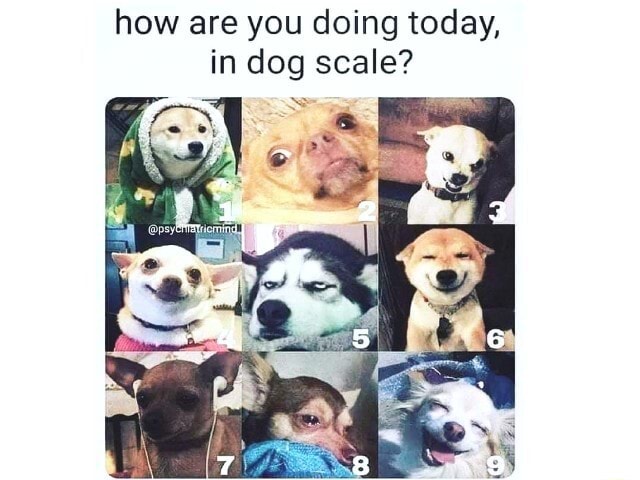 On A Scale Of One To Dog, How Are You Feeling Today And Why? Be