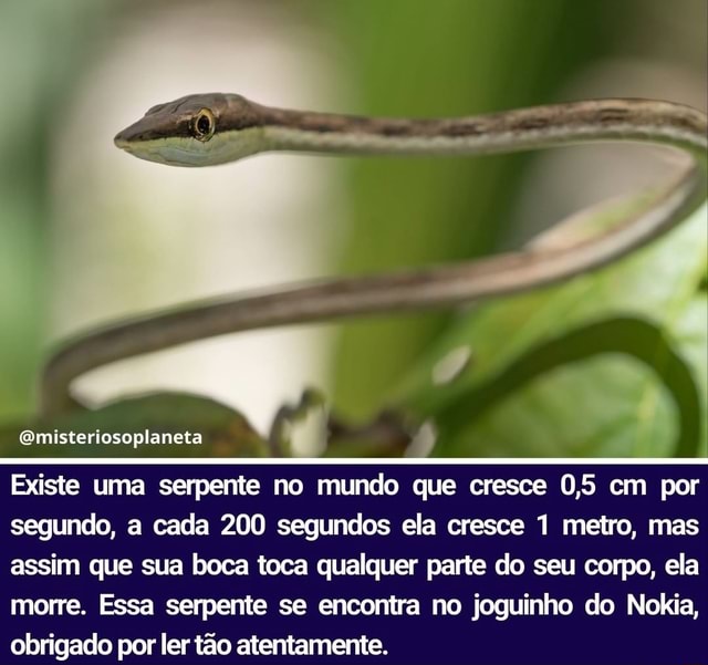 Existe uma serpente no mundo que cresce 0,5 cm por segundo, a cada 200  segundos
