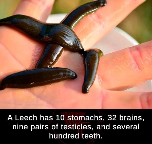 India Science TV Channel - #DidYouKnow❓ A #leech has 10 #stomachs, 32  #brains, nine pairs of #testicles and several hundred #teeth. Download  #IndiaScience App from Google Play and iOS App Store👇