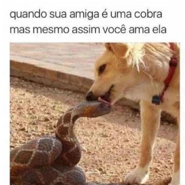 se eu jogar sal numa cobra , ela morre ? - Meme by Alpacaralho