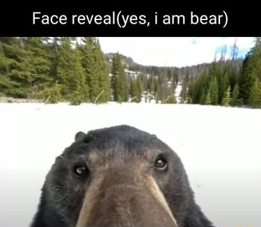 Face reveal (yes, i am bear) - iFunny Brazil