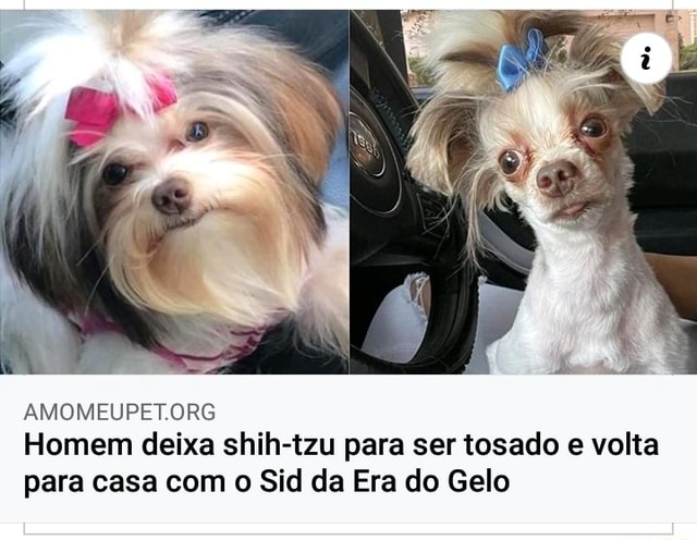 Homem deixa shih-tzu para ser tosado e volta para casa com o Sid da Era do  Gelo