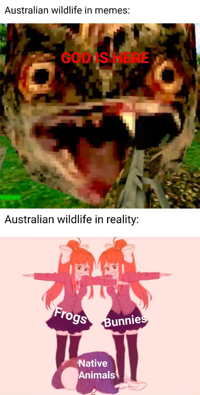Australian wildlife in memes Australian wildlife in reality 'Ogs gunnies Native Animals