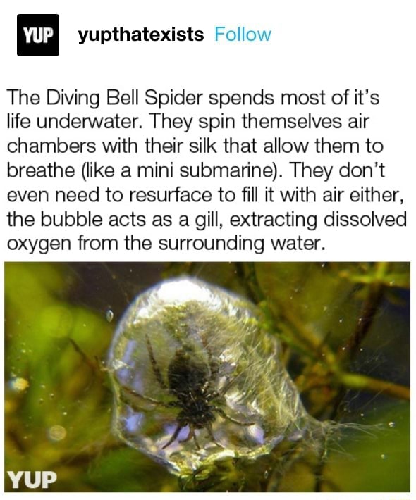 How these spiders use bubbles to live underwater