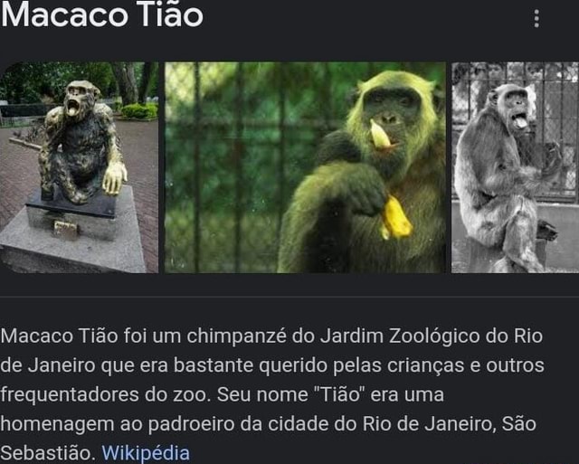 ANIMAL - MACACO CHIMPANZÉ, Zoo do Rio de Janeiro / Brasil. …
