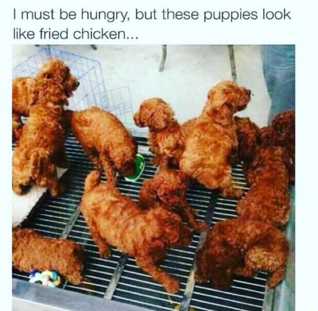 Fried chicken 2025 for dogs