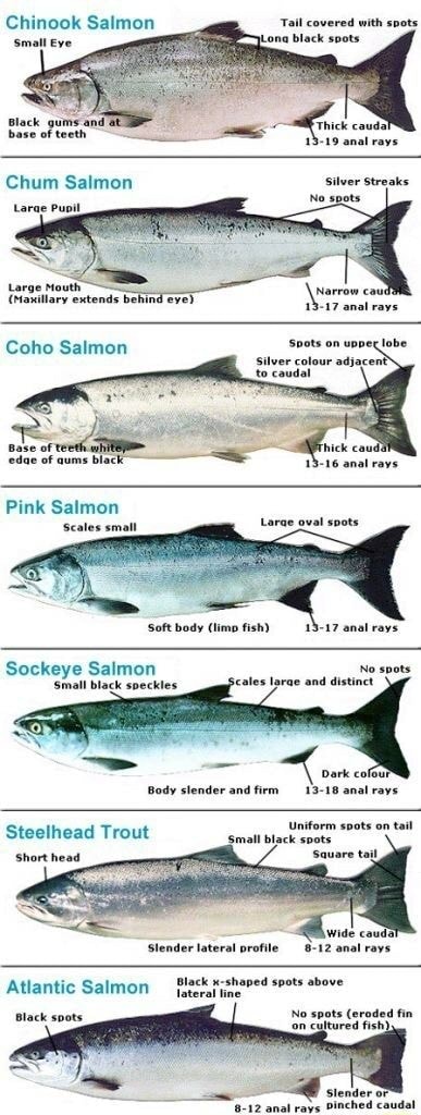 Atlantic Salmon, Fish Species Guide