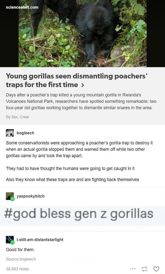 Young gorillas seen dismantling poachers' traps for the first time
