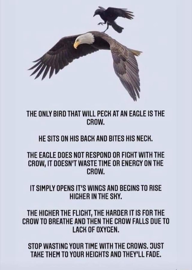 Why Do Crows Chase Eagles?