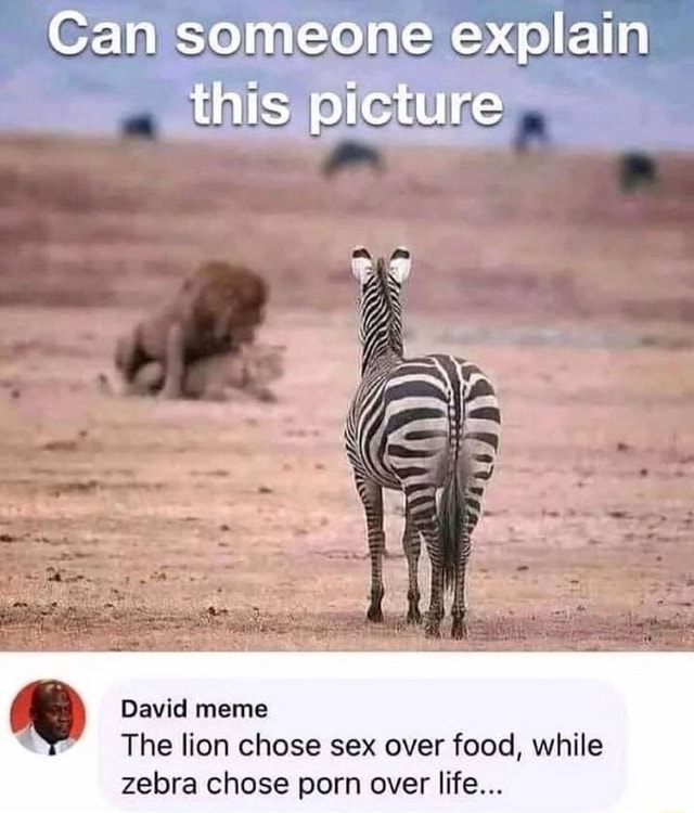 Can someone explain this picture David meme The lion chose sex over food,  while zebra chose porn over life... - iFunny Brazil
