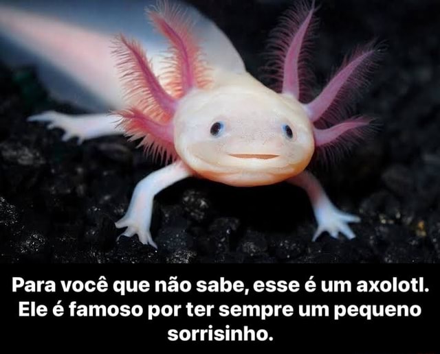 Zerei o joguinho dos axalotes do google kkkkk Você encontrou todos os cinco  tipos de axolote! Só eu e meus melhores amigos - iFunny Brazil